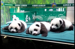 長(zhǎng)隆大熊貓三胞胎3歲生日會(huì) “愛你一起萌帥酷”